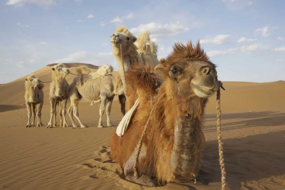 China, Badain Jaran Desert Caravan camels